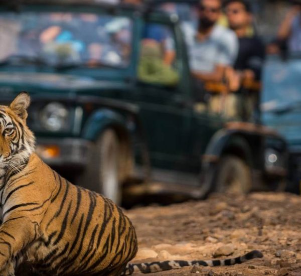 Best-Places-for-Rajasthan-Wildlife-Jungle-Safari