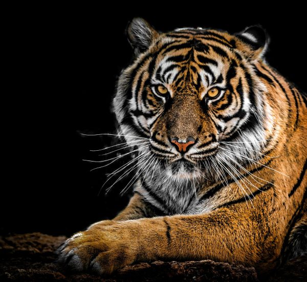 pexels-george-desipris-792381