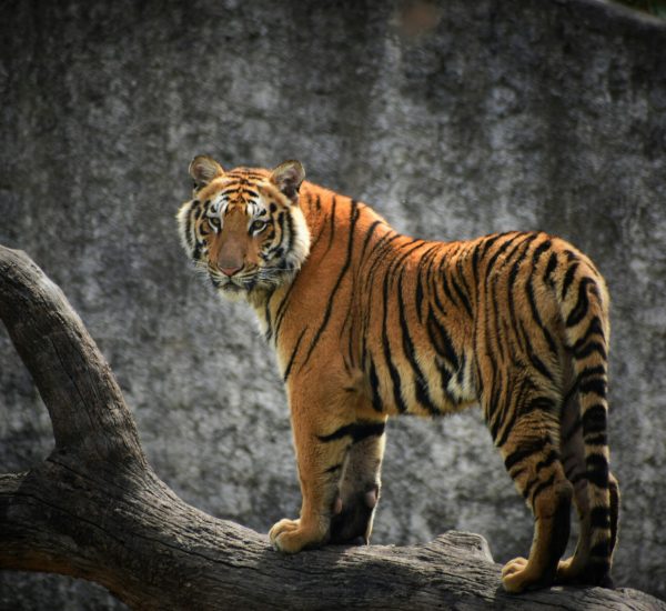 rishabh-pandoh--iZV3CqT7LM-unsplash